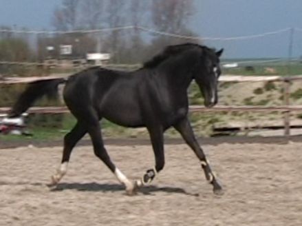 Beautiful Young Dressage Horse Moving Free in Arena